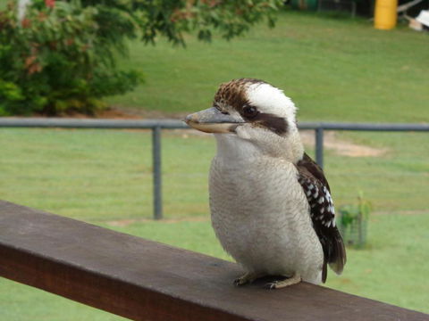 Eumundi Cottages Cottage 1 - C Tourism 3