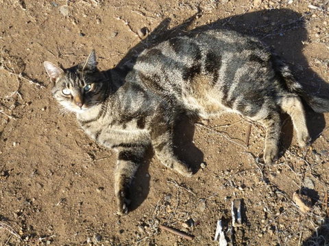 Woodvale At Cooma - C Tourism 5