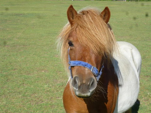 Woodvale At Cooma - C Tourism 6