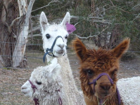 Woodvale At Cooma - C Tourism 1