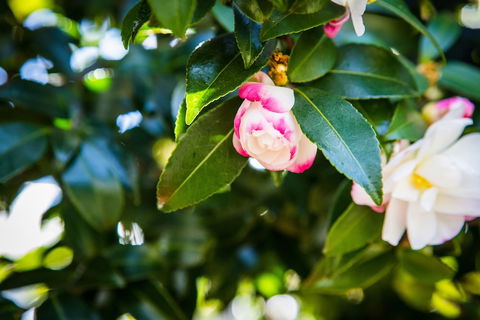 Whispering Pines Cottages - C Tourism 3