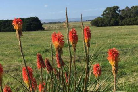 Yanakie Holiday House - C Tourism 7