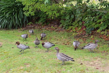 Leura Fairways East - C Tourism 1