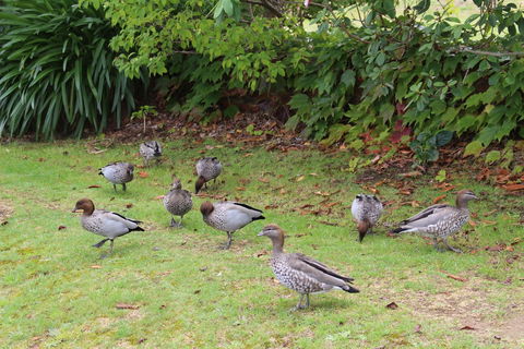 Leura Fairways East - C Tourism 2