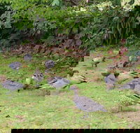Leura Fairways West - C Tourism