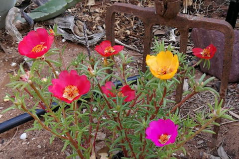 Vagabond Historic - C Tourism 1