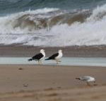 Baillieu Breeze - C Tourism