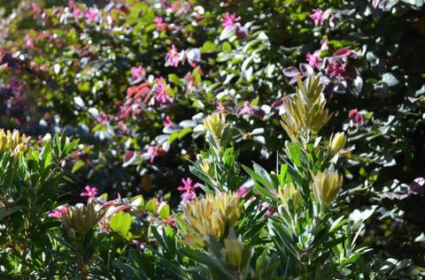 A Bach At Bright Bright VIC - C Tourism 4