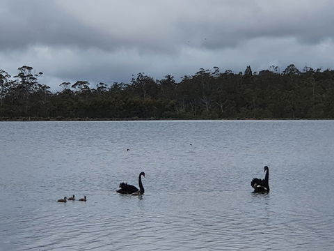 Lake Yalleena Nature Retreat - C Tourism 0