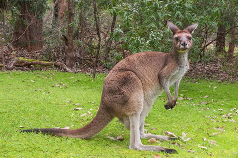 Yelverton Brook Conservation Sanctuary - C Tourism 4