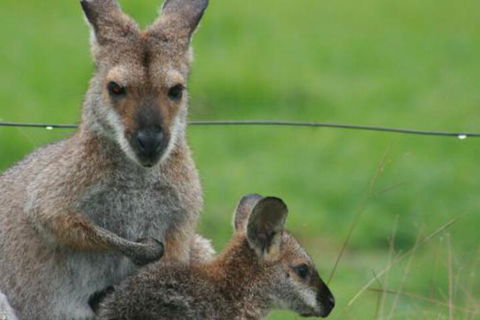 Grand View Holiday Home - C Tourism 6