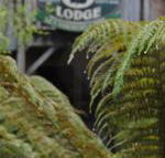 The Wombat Cottage - C Tourism