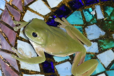 Kookaburra Cottage At Uralba Eco Cottages - C Tourism 4