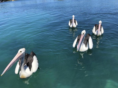 Aquarius 9 Opposite Wallis Lake - C Tourism 6