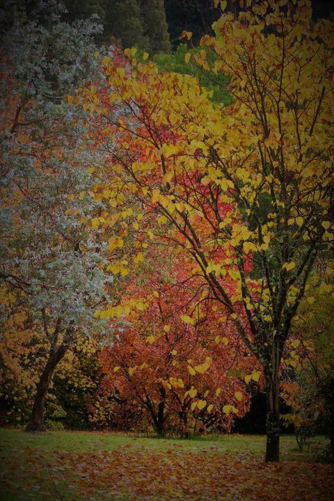 BROWNS COTTAGE - C Tourism 4