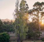 Karribank  the Karri on Bar