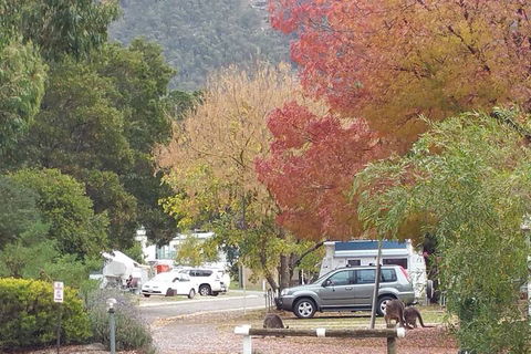 Breeze Holiday Parks - Halls Gap - C Tourism 5