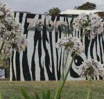 Zebras Guest House - C Tourism