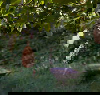 Little Wombat - C Tourism