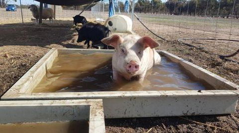 A Better Life Animal Sanctuary FarmStay Private Two Bedrooms Lounge Room & Bathroom & Toilet Shared Kitchen - C Tourism 2