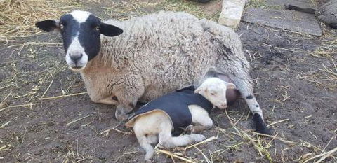 A Better Life Animal Sanctuary FarmStay Private Two Bedrooms Lounge Room & Bathroom & Toilet Shared Kitchen - C Tourism 1