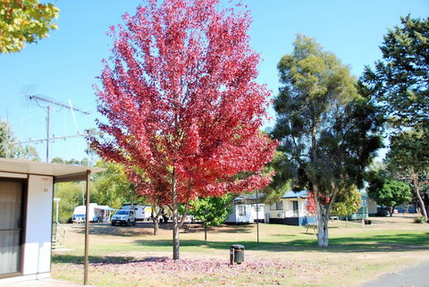 Beechworth Lake Sambell Caravan Park - C Tourism 6
