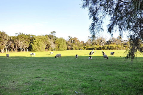 Tree Elle - C Tourism 6