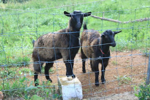 Alstonville Country Cottages - C Tourism 0