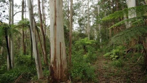 Carinya Park - C Tourism 1