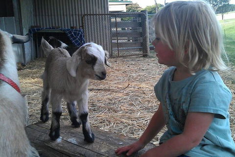 Fernleigh Farmstay & Bike Park - C Tourism 5
