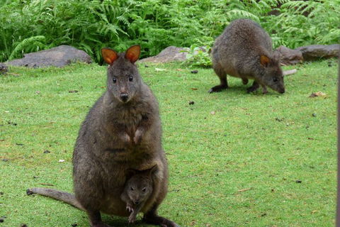 Eagles Rise Tasmania - C Tourism 2