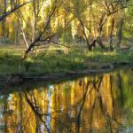 Guys Forest VIC C Tourism