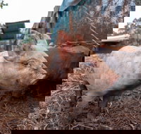 Batchelor Butterfly Farm - C Tourism