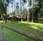 Fernglade on Menzies - C Tourism