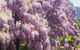 Birchwood Cottage - thumb 5
