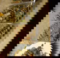 Holbrook Chinese Restaurant - C Tourism