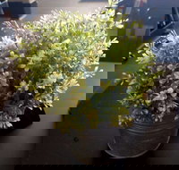 Wonderlust Cafe - C Tourism