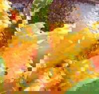 Spice Village - C Tourism