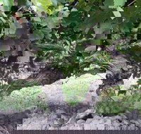 Nick Haselgrove Wines - C Tourism