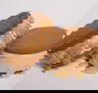 Gelato Messina - South Brisbane - C Tourism