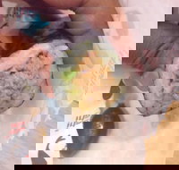 La Porchetta Colac - Colac