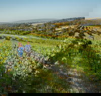 Wills Domain - C Tourism