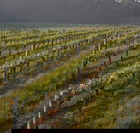 Cape Grace Wines - C Tourism