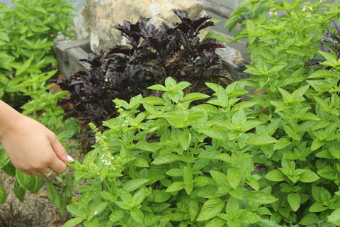 Hillview Herb Farm - C Tourism 1