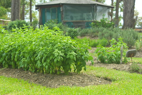 Hillview Herb Farm - C Tourism 2