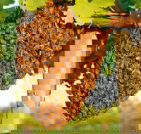 Whistling Kite Biodynamic Wines