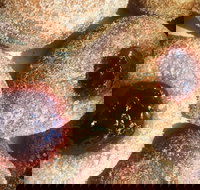 Alphabet Cafe - C Tourism