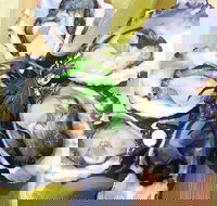 Captain  Co Fish Bar - C Tourism