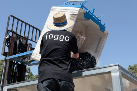 Foggo Wines - C Tourism 1