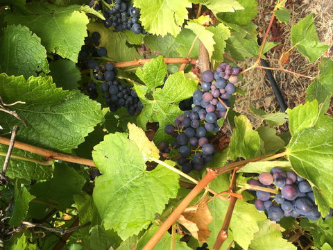 Freycinet Vineyard - C Tourism 2